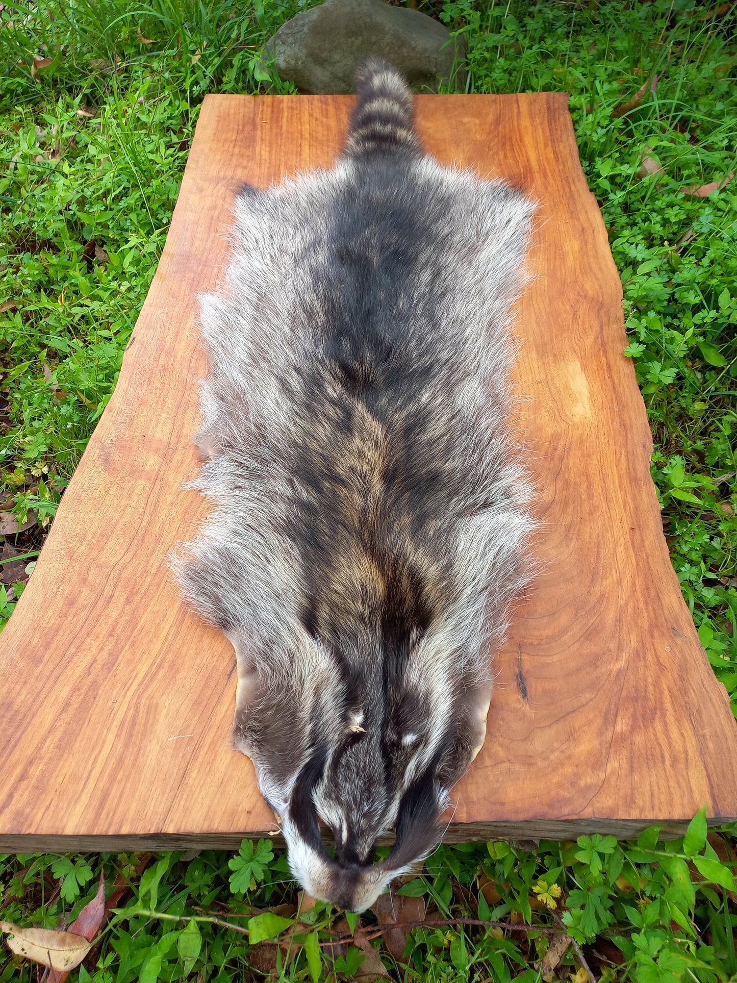 Raccoon Pelt