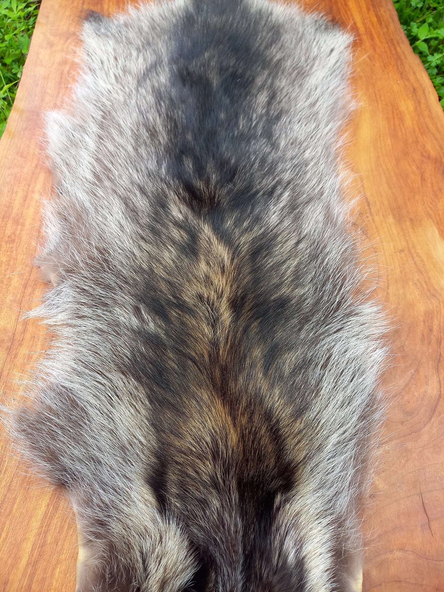 Raccoon Pelt