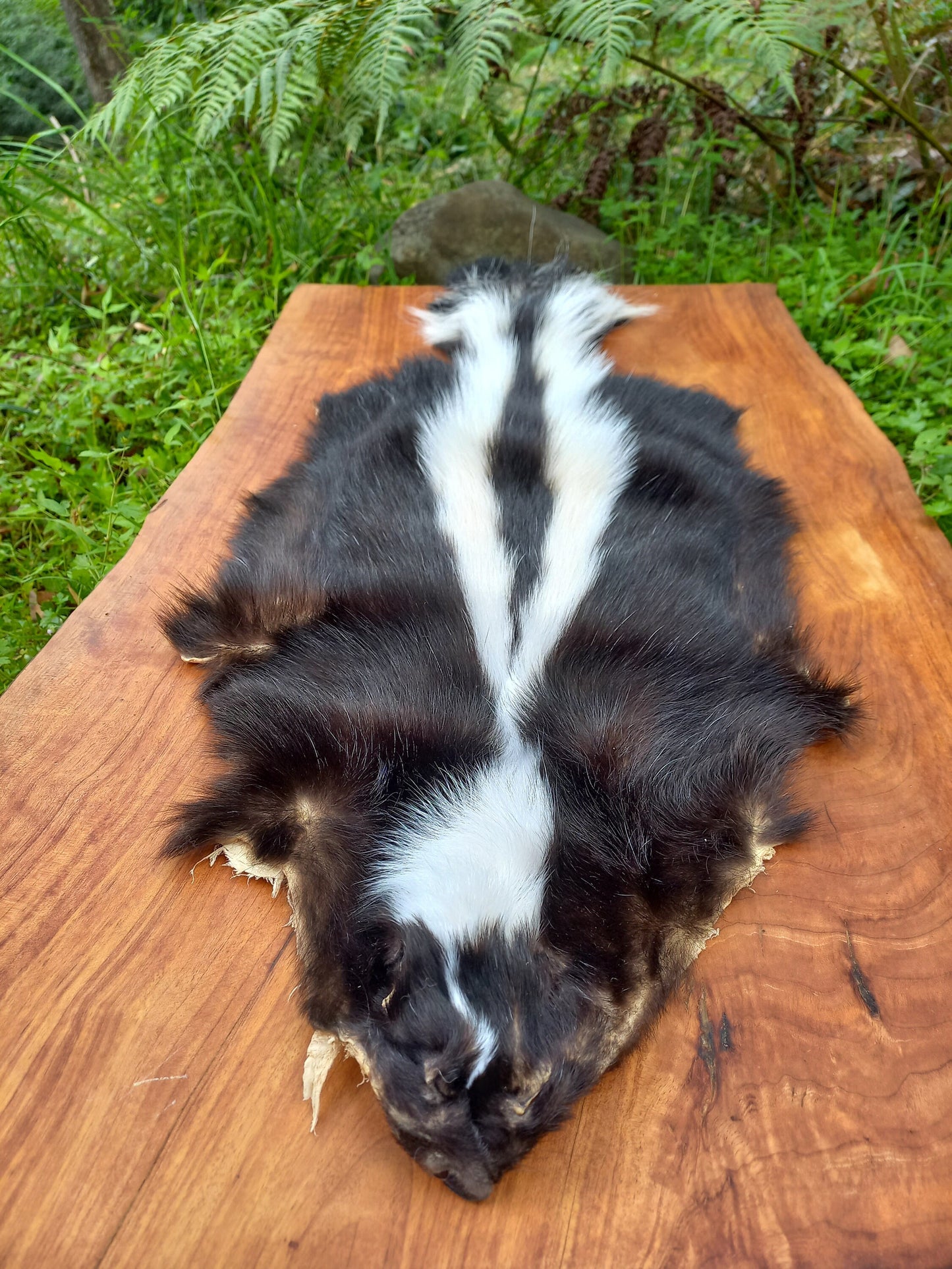 Striped Skunk Pelt