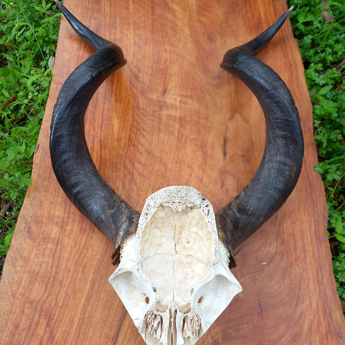 Kudu Skull Plate with Horns