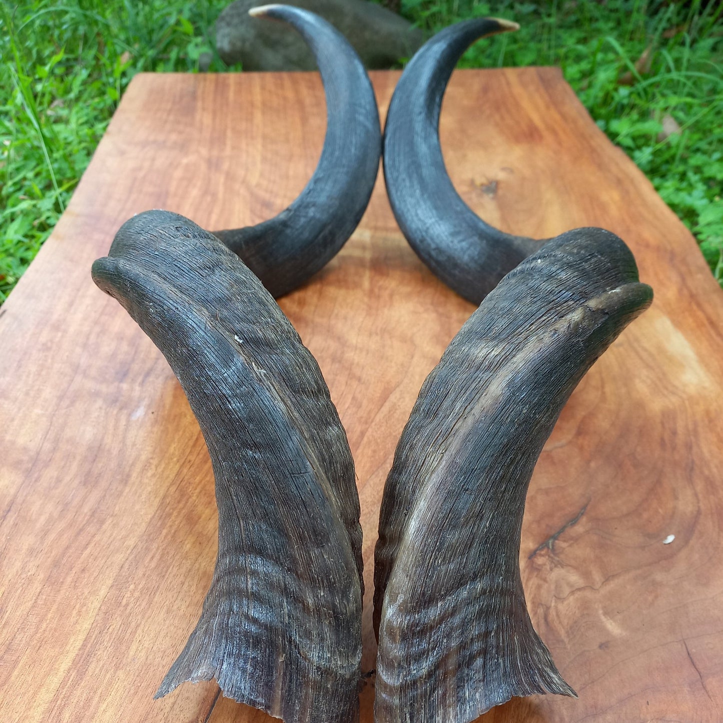 Kudu Skull Plate with Horns