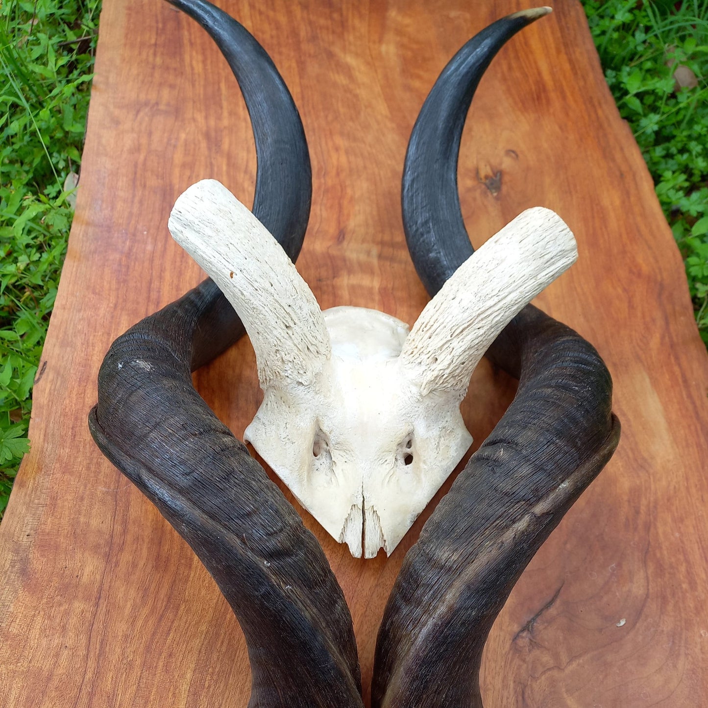 Kudu Skull Plate with Horns