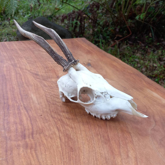 Roe Deer Skull - Single Tine Antlers