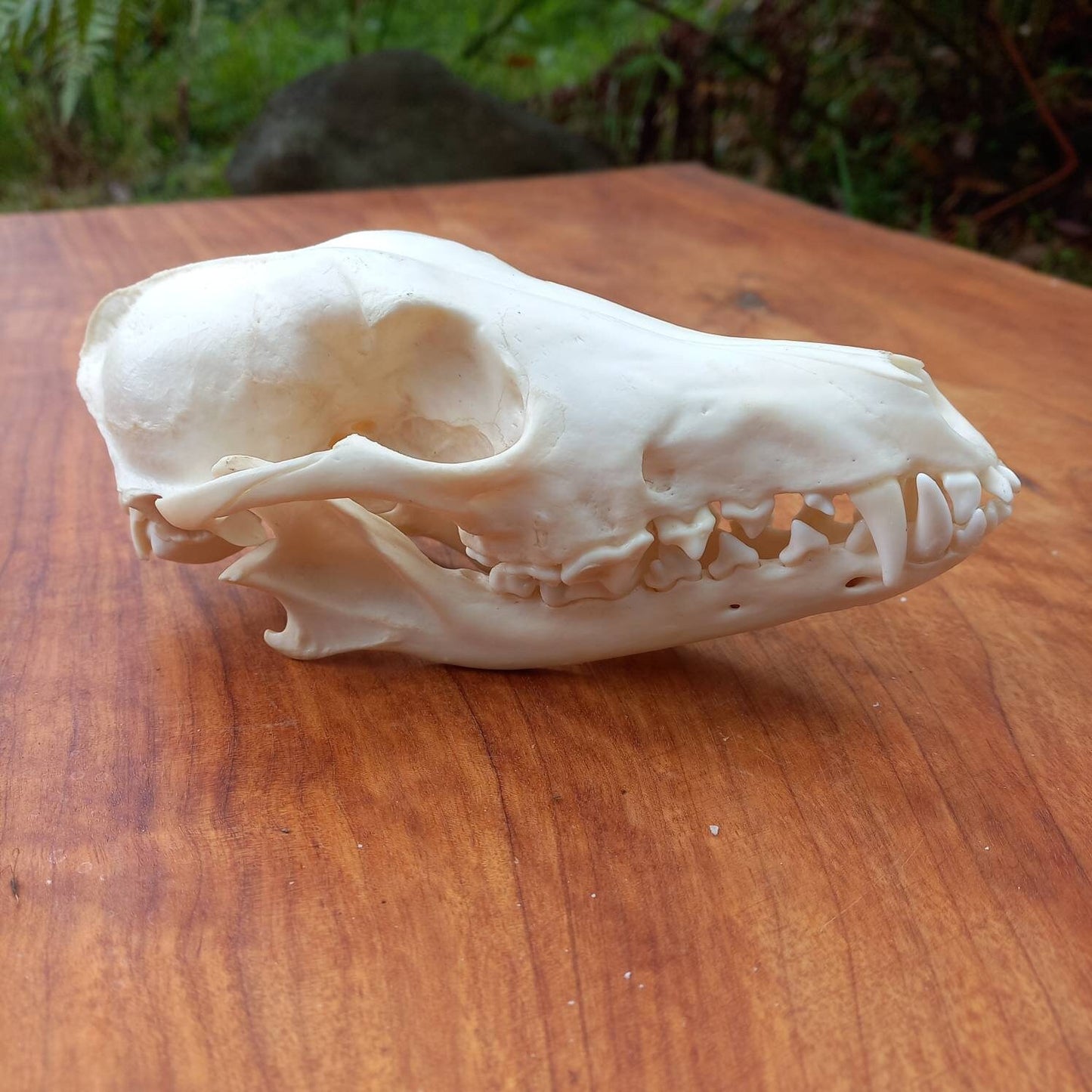 African Black Back Jackal Skull