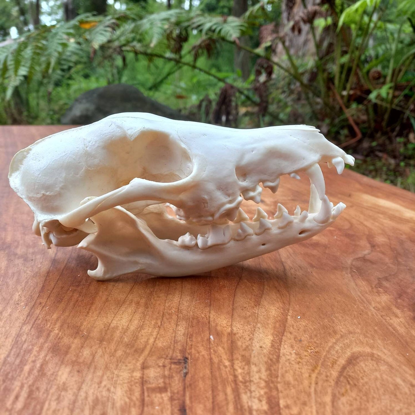 African Black Back Jackal Skull