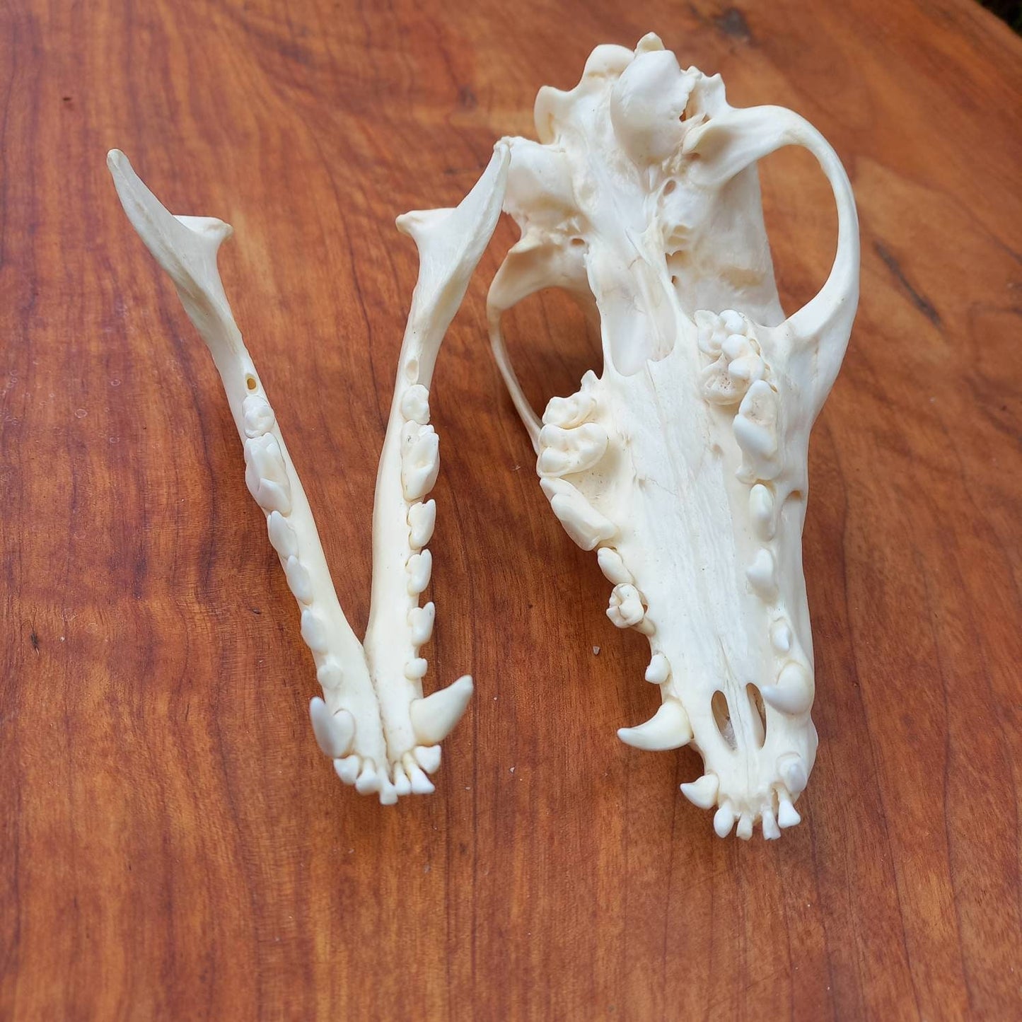 African Black Back Jackal Skull