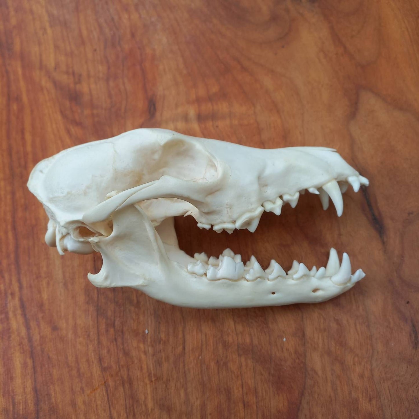 African Black Back Jackal Skull