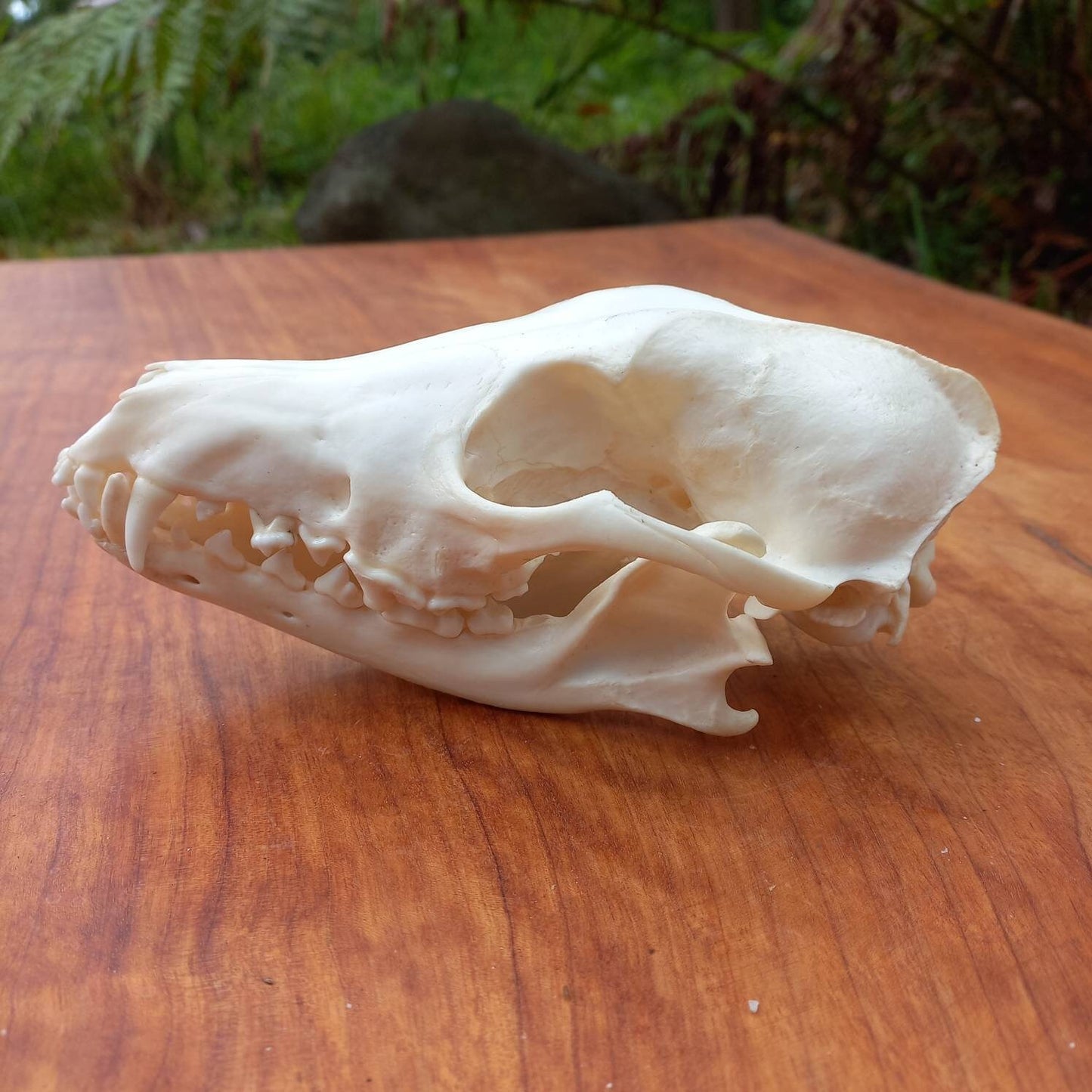 African Black Back Jackal Skull