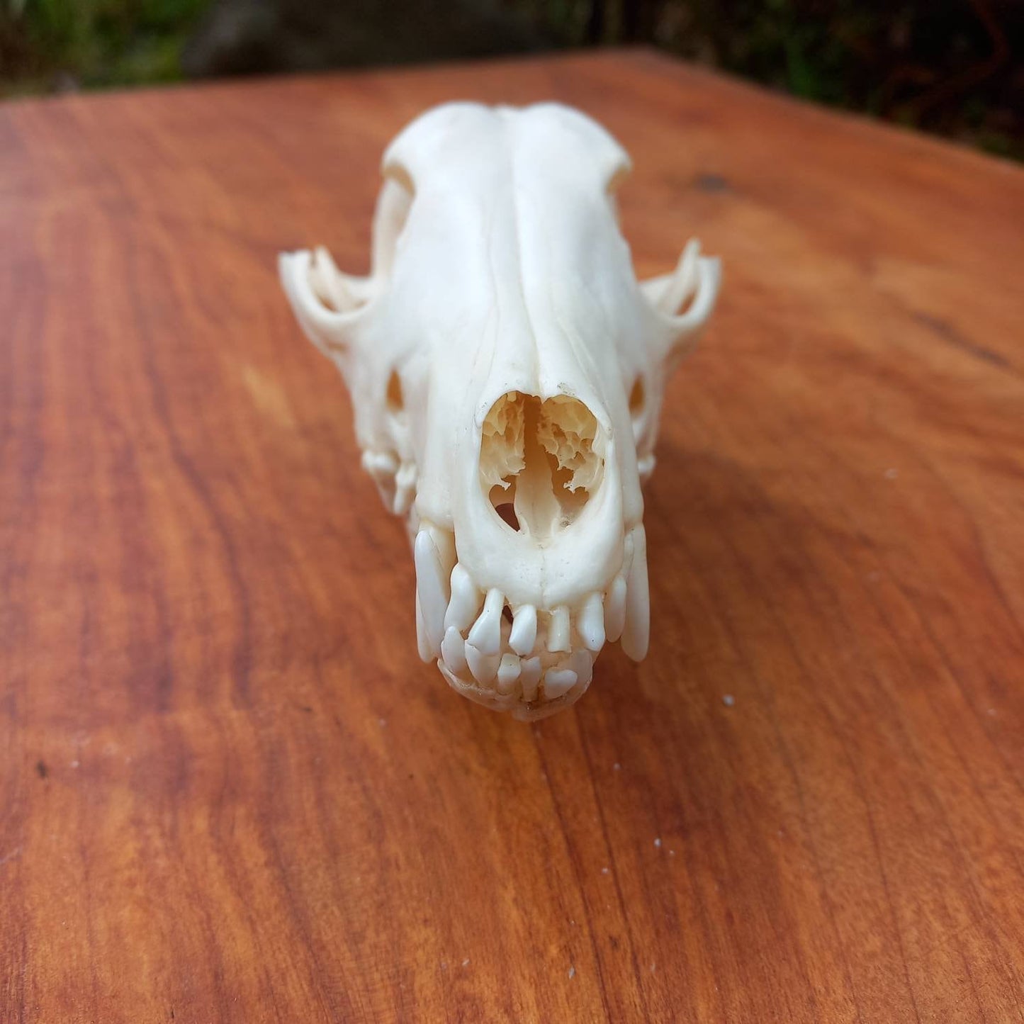 African Black Back Jackal Skull