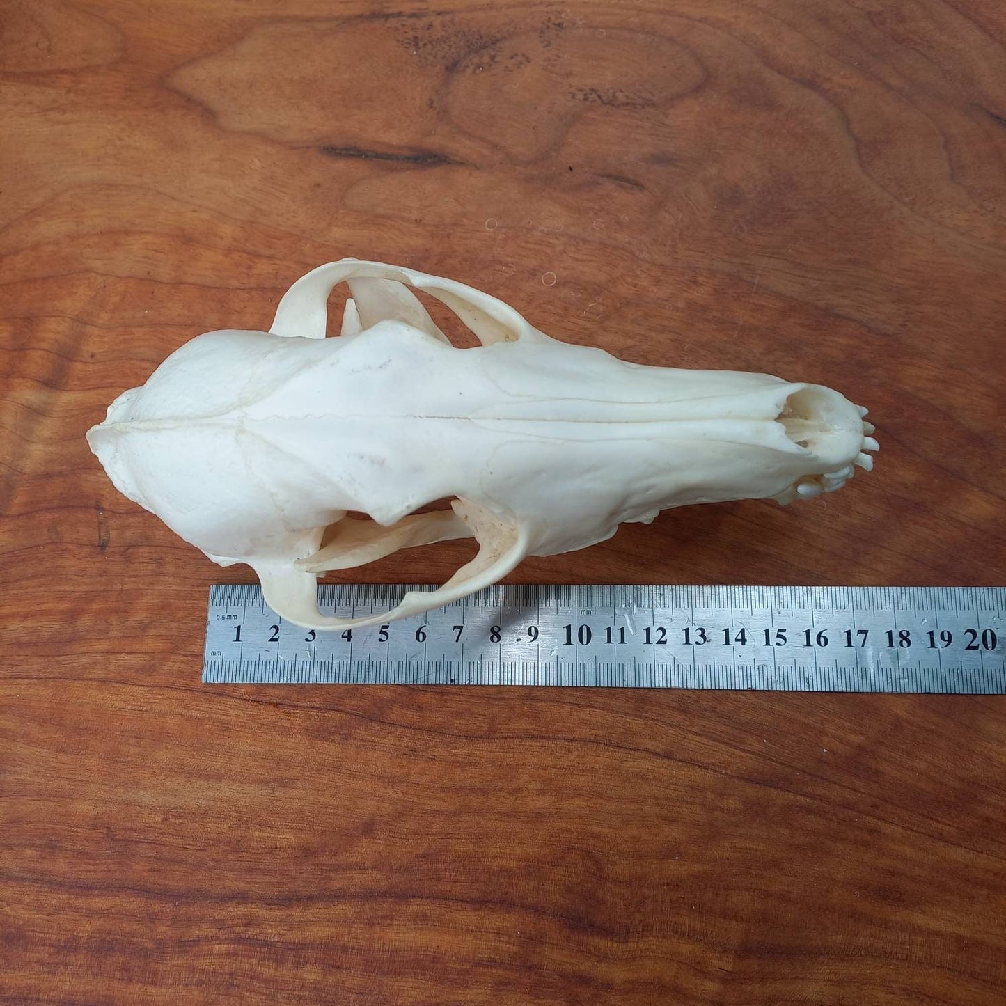 African Black Back Jackal Skull