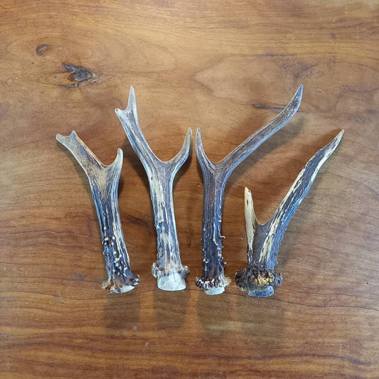 Set of Four Roe Deer Antlers