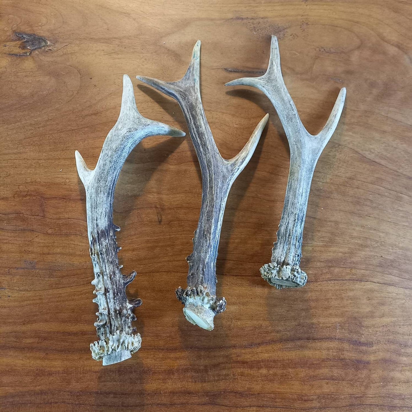 Set of Three Roe Deer Antlers