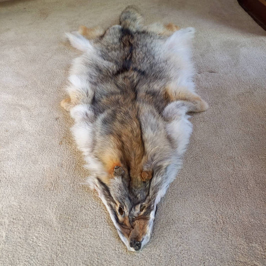 Coyote Pelt