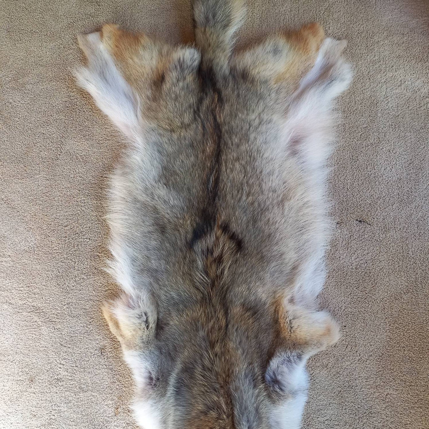 Coyote Pelt