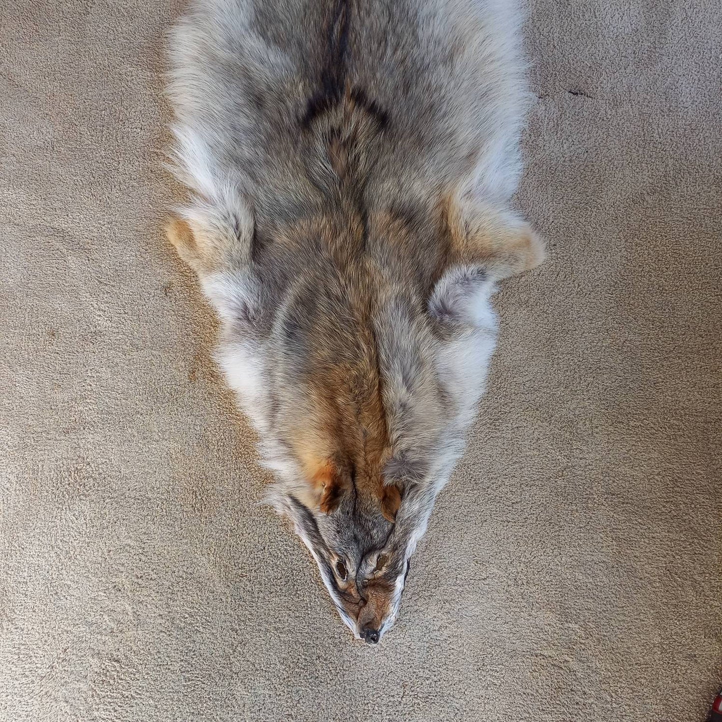 Coyote Pelt