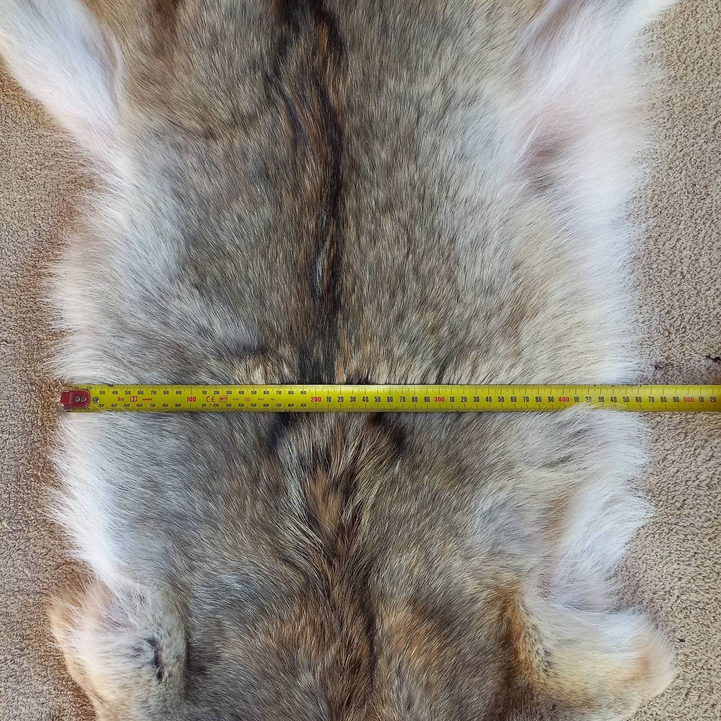 Coyote Pelt