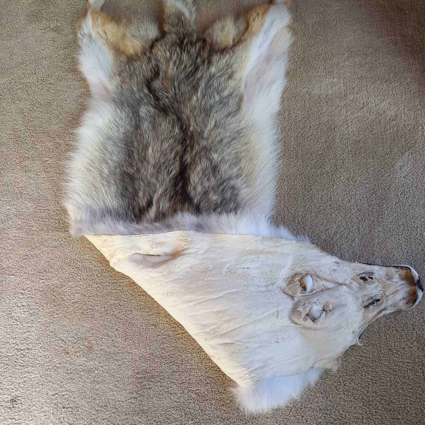 Coyote Pelt