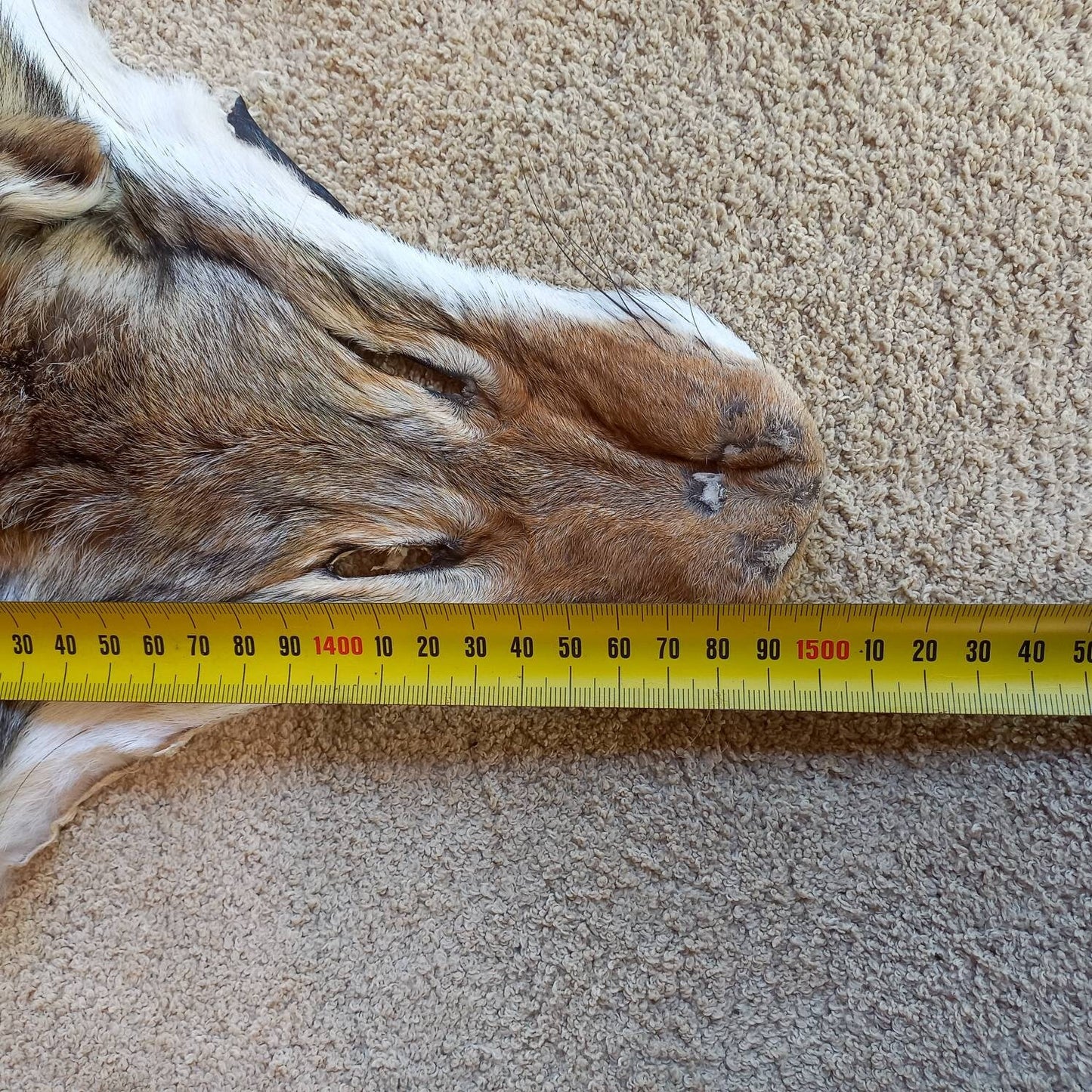 Coyote Pelt