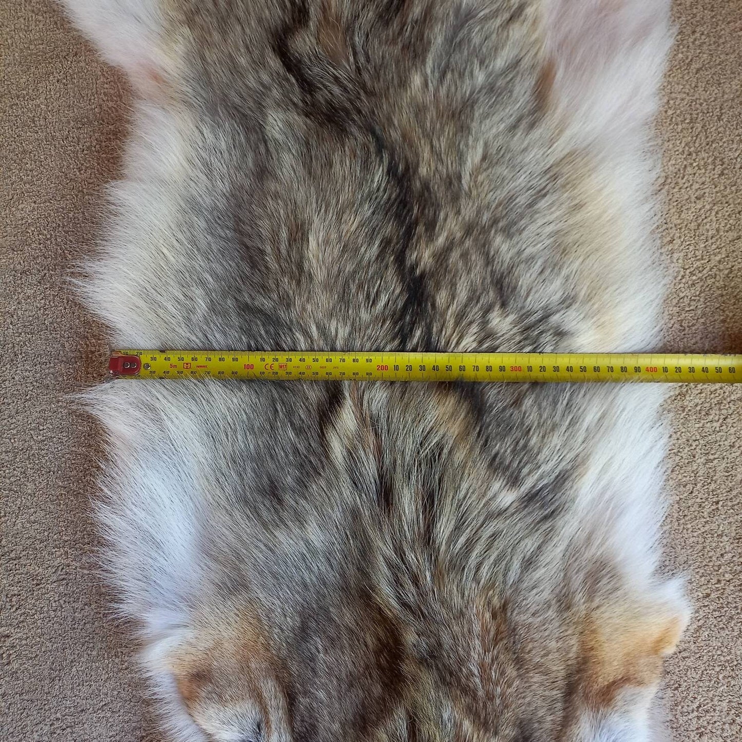 Coyote Pelt