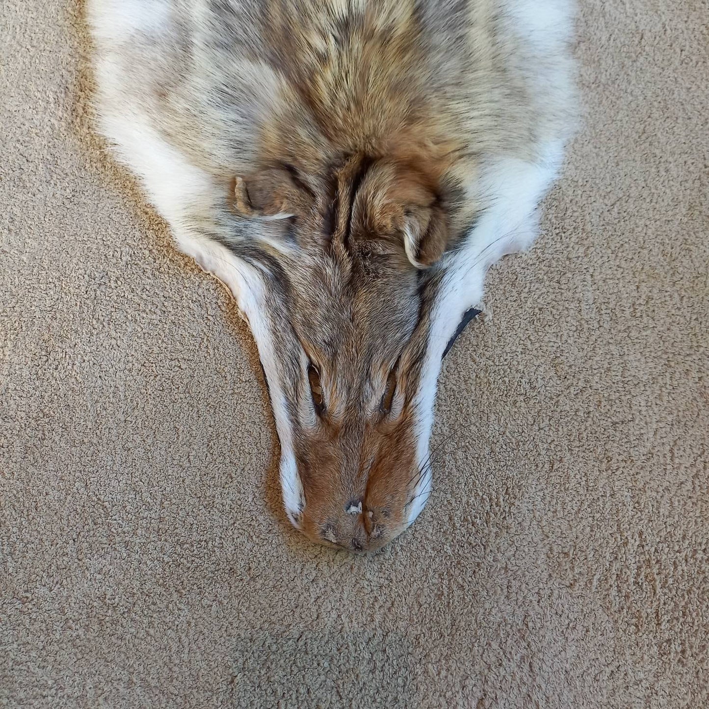 Coyote Pelt