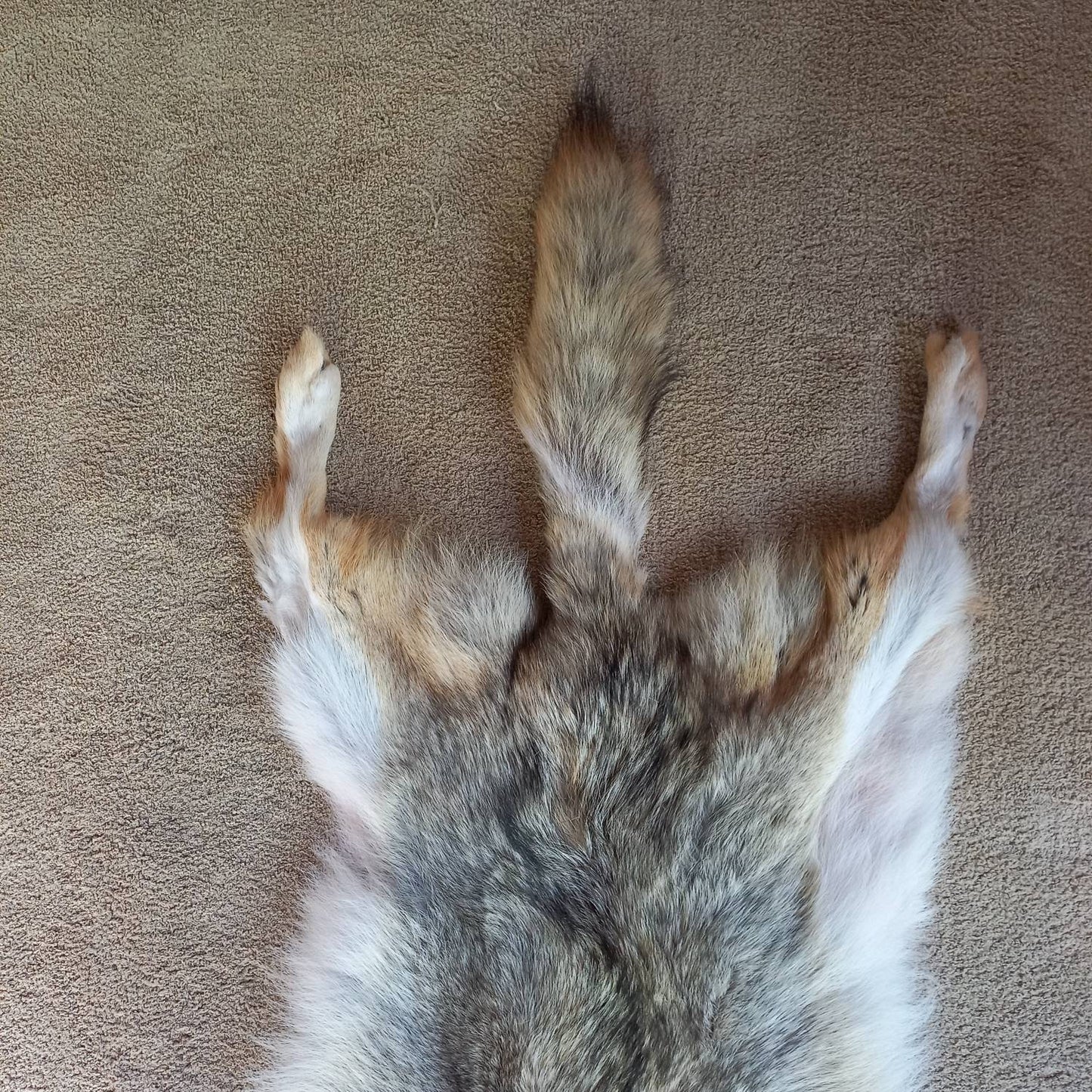 Coyote Pelt