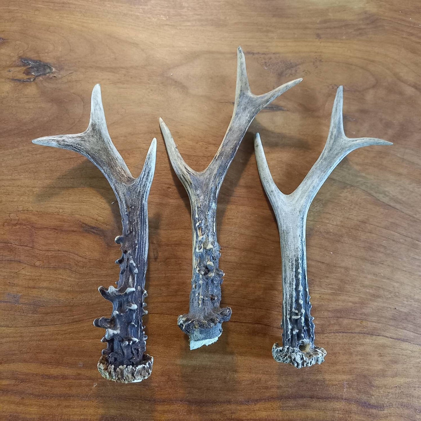 Set of Three Roe Deer Antlers