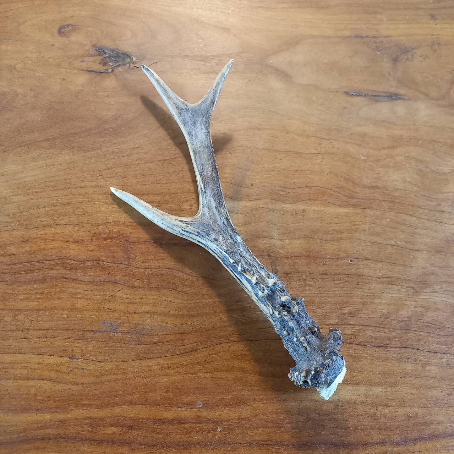 Set of Three Roe Deer Antlers