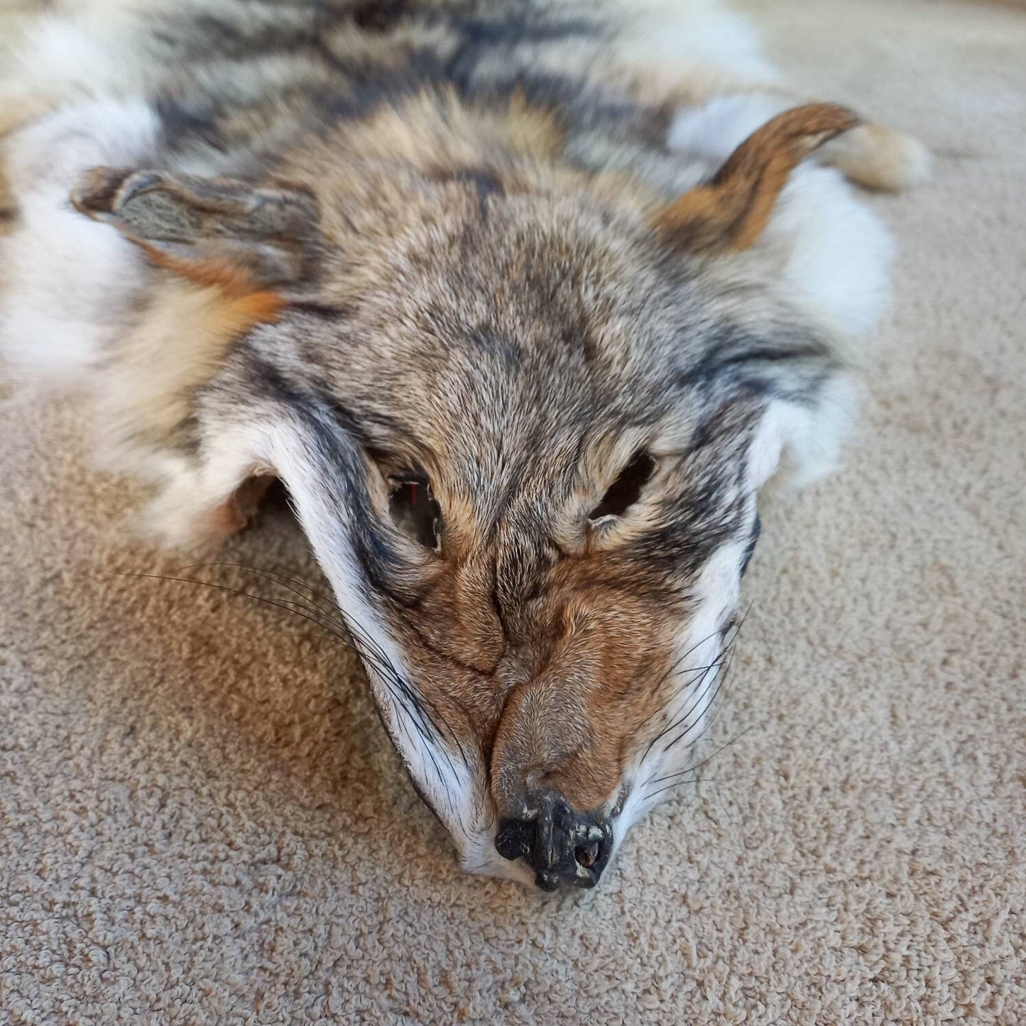 Coyote Pelt