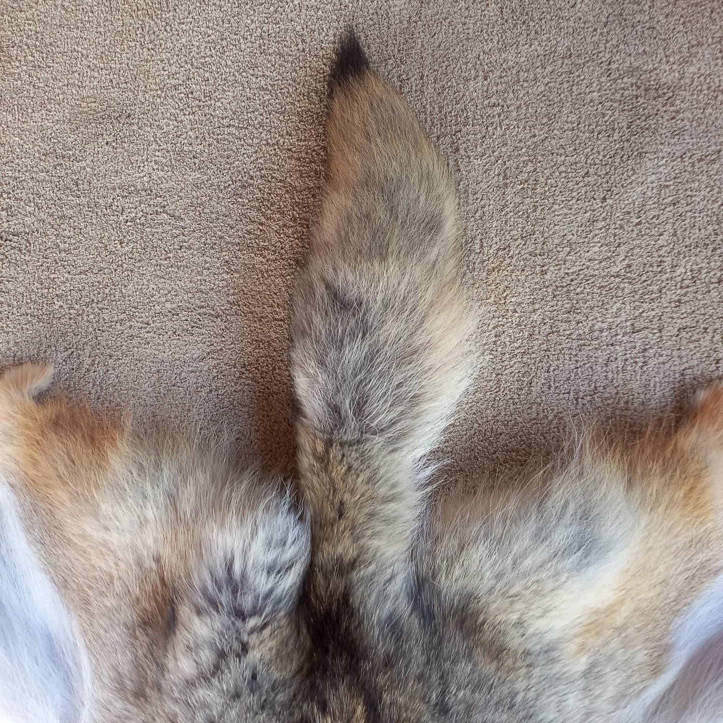 Coyote Pelt