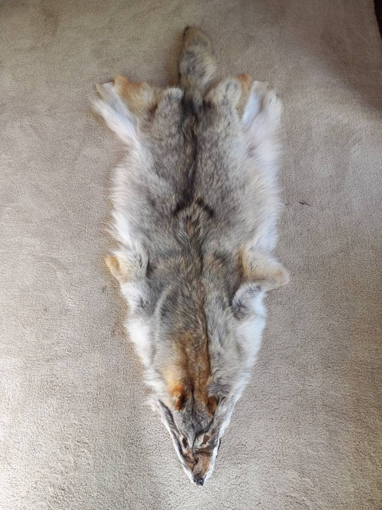 Coyote Pelt