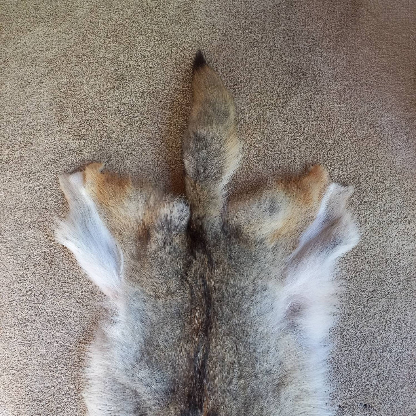 Coyote Pelt