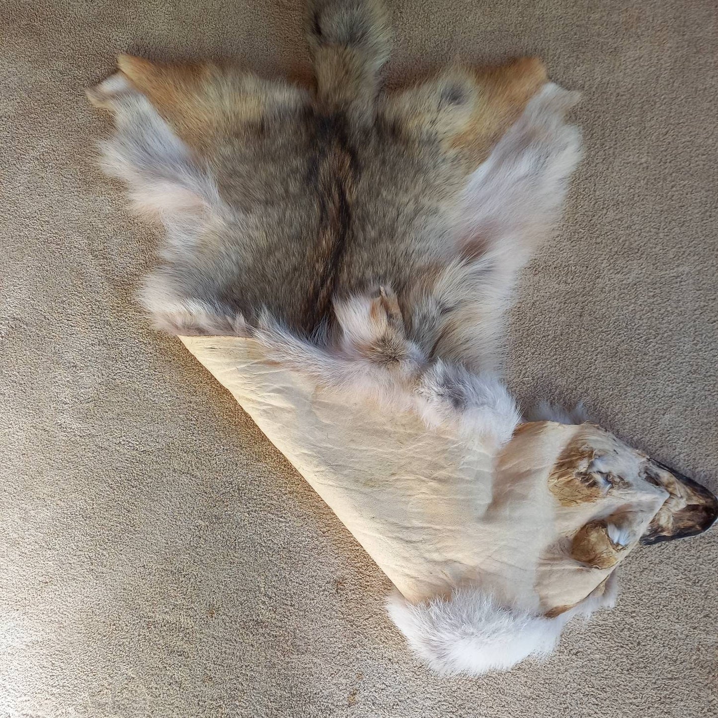 Coyote Pelt