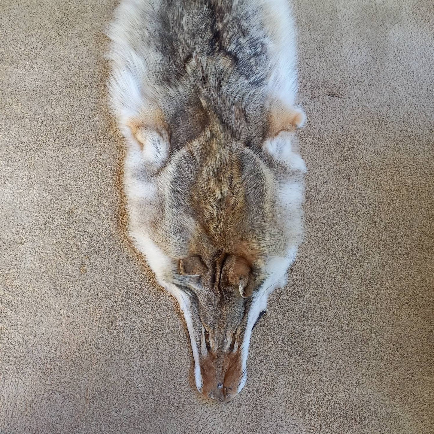 Coyote Pelt