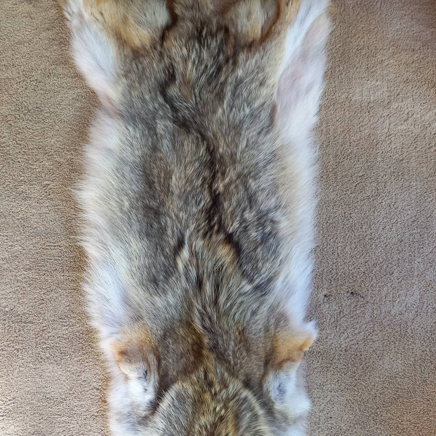 Coyote Pelt