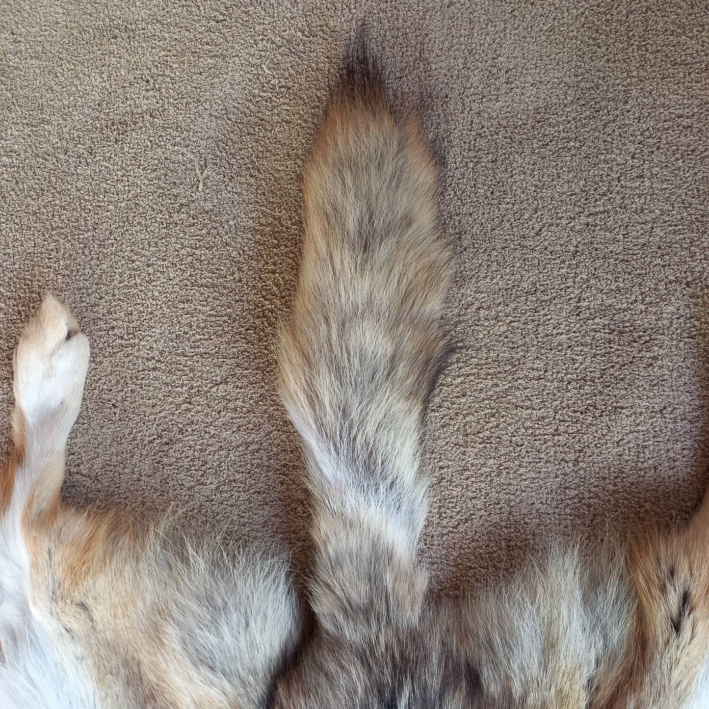 Coyote Pelt