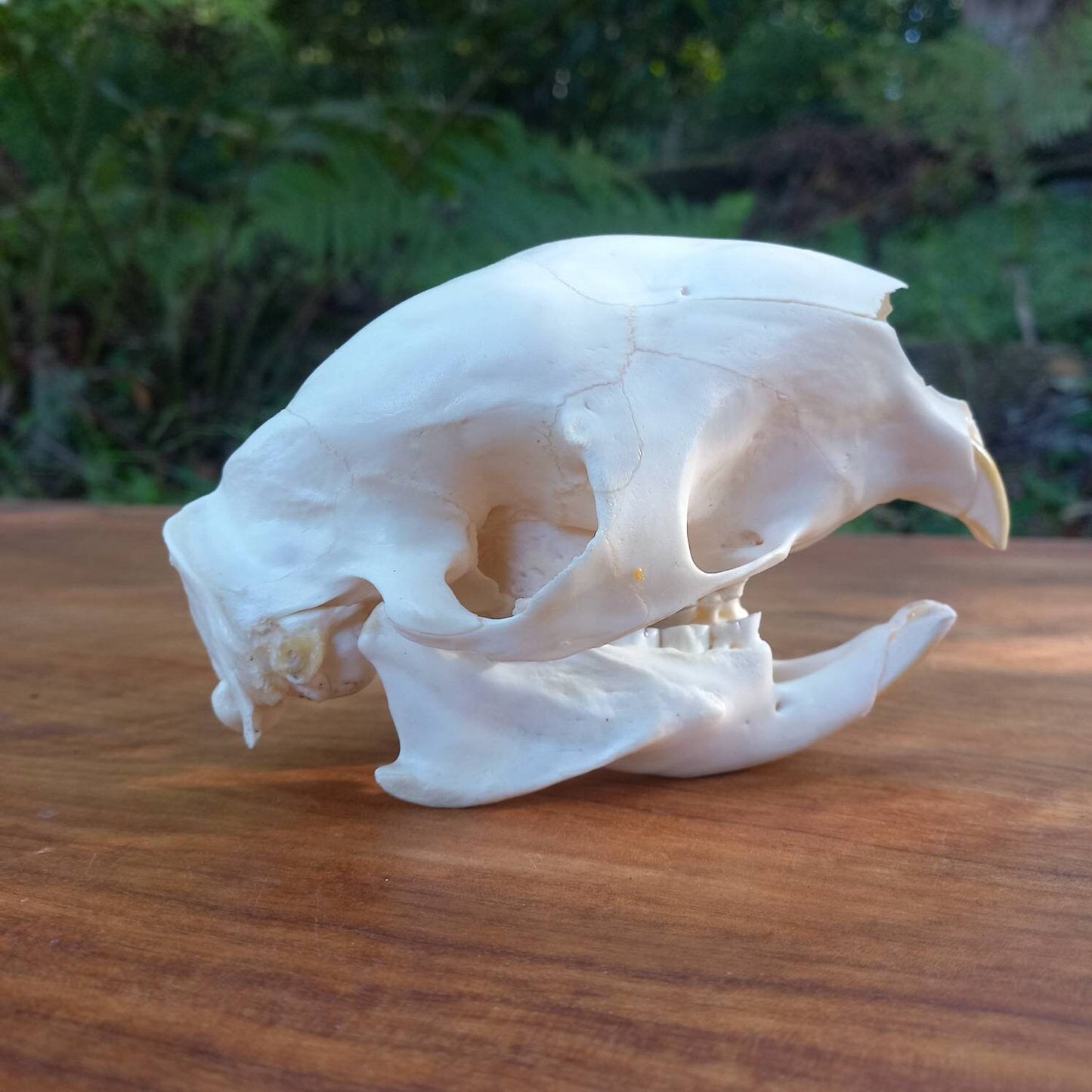 African Porcupine Skull