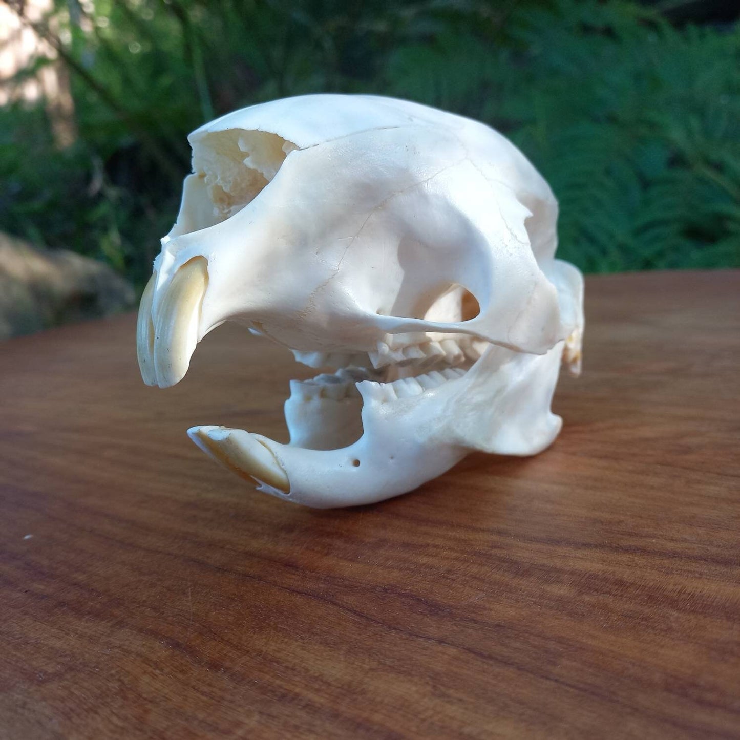 African Porcupine Skull