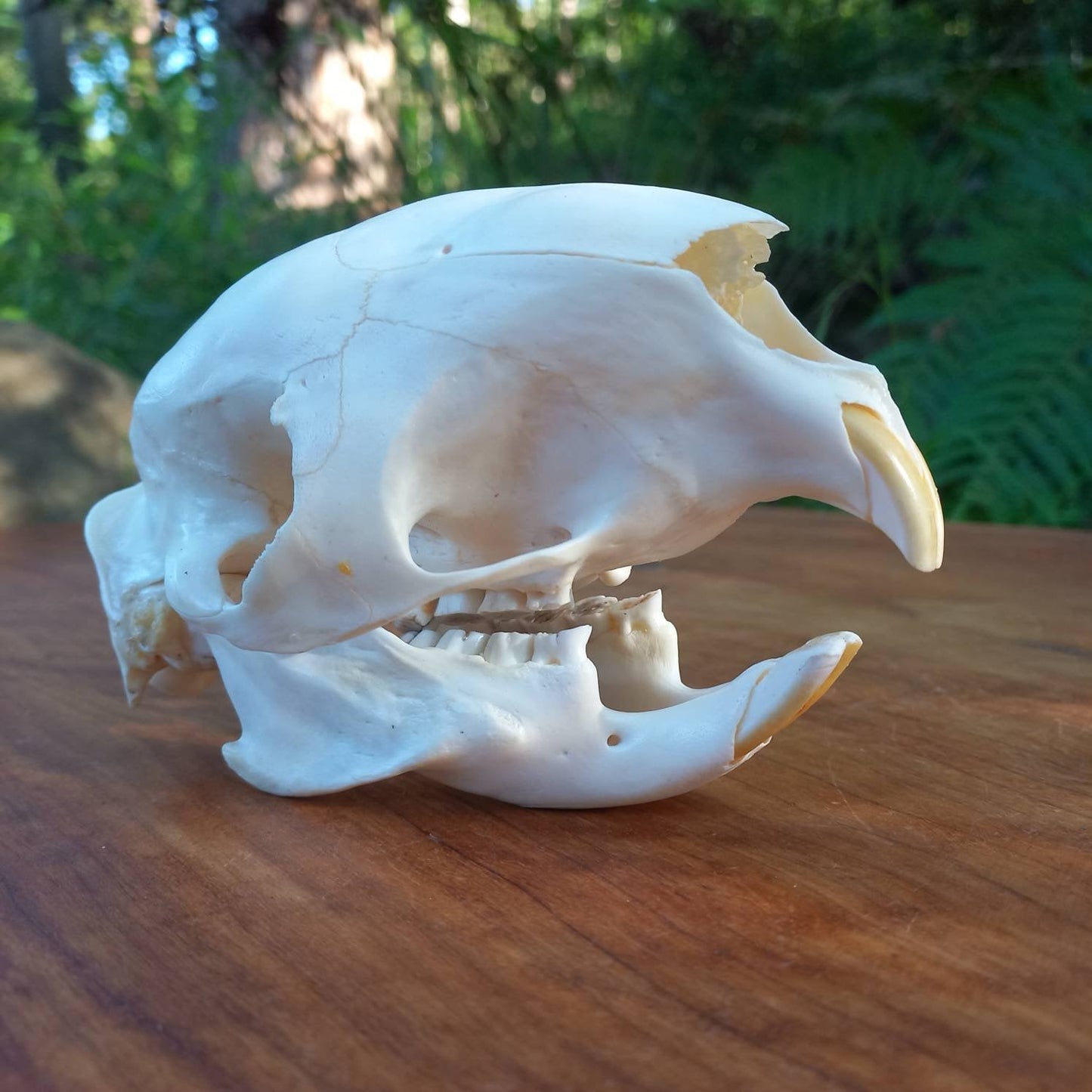 African Porcupine Skull