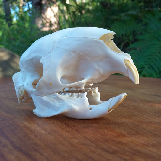 African Porcupine Skull