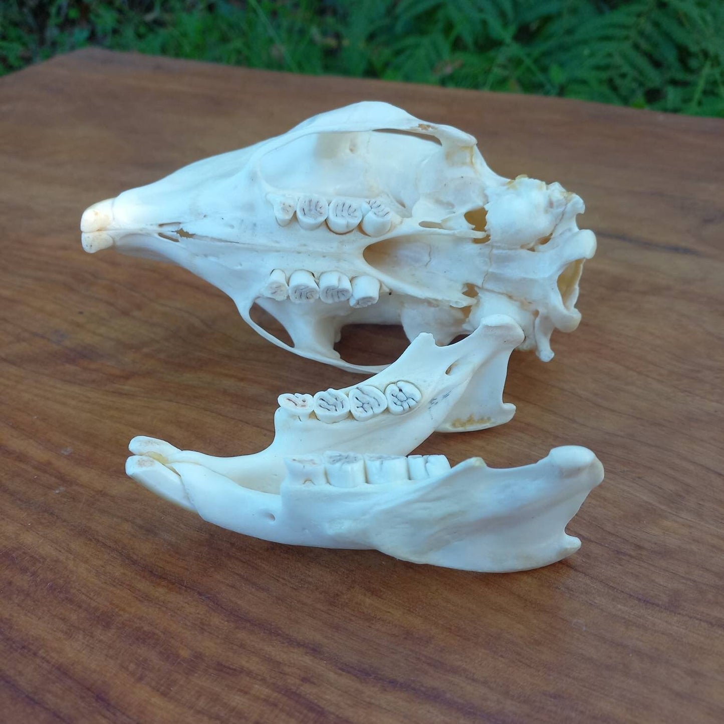 African Porcupine Skull