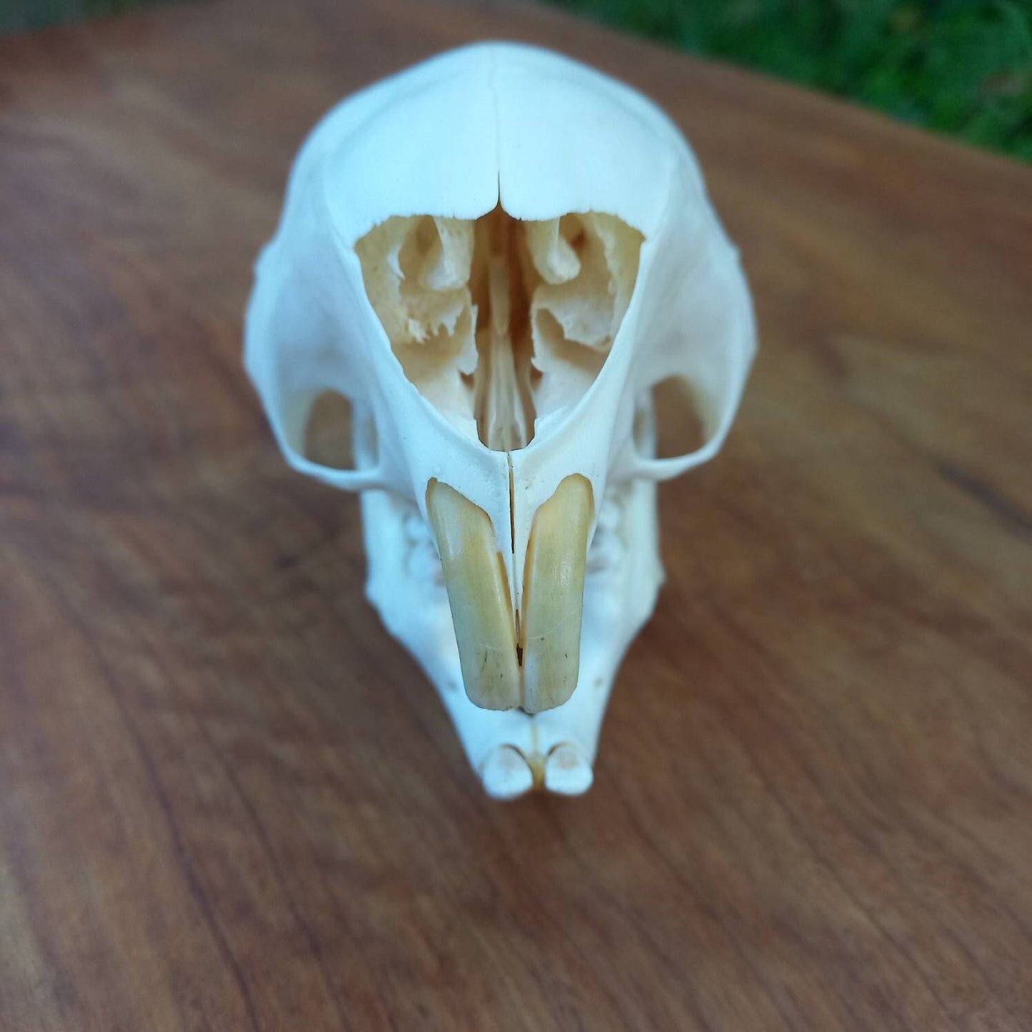 African Porcupine Skull