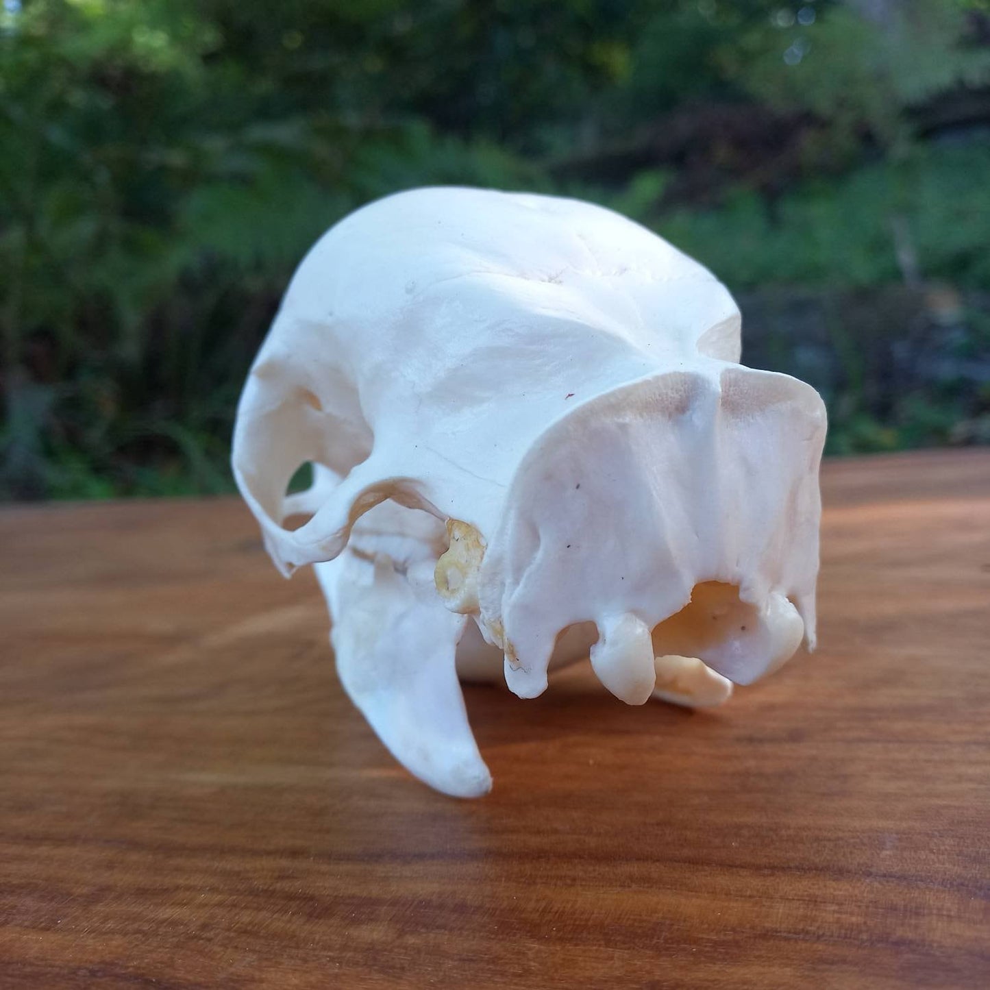 African Porcupine Skull