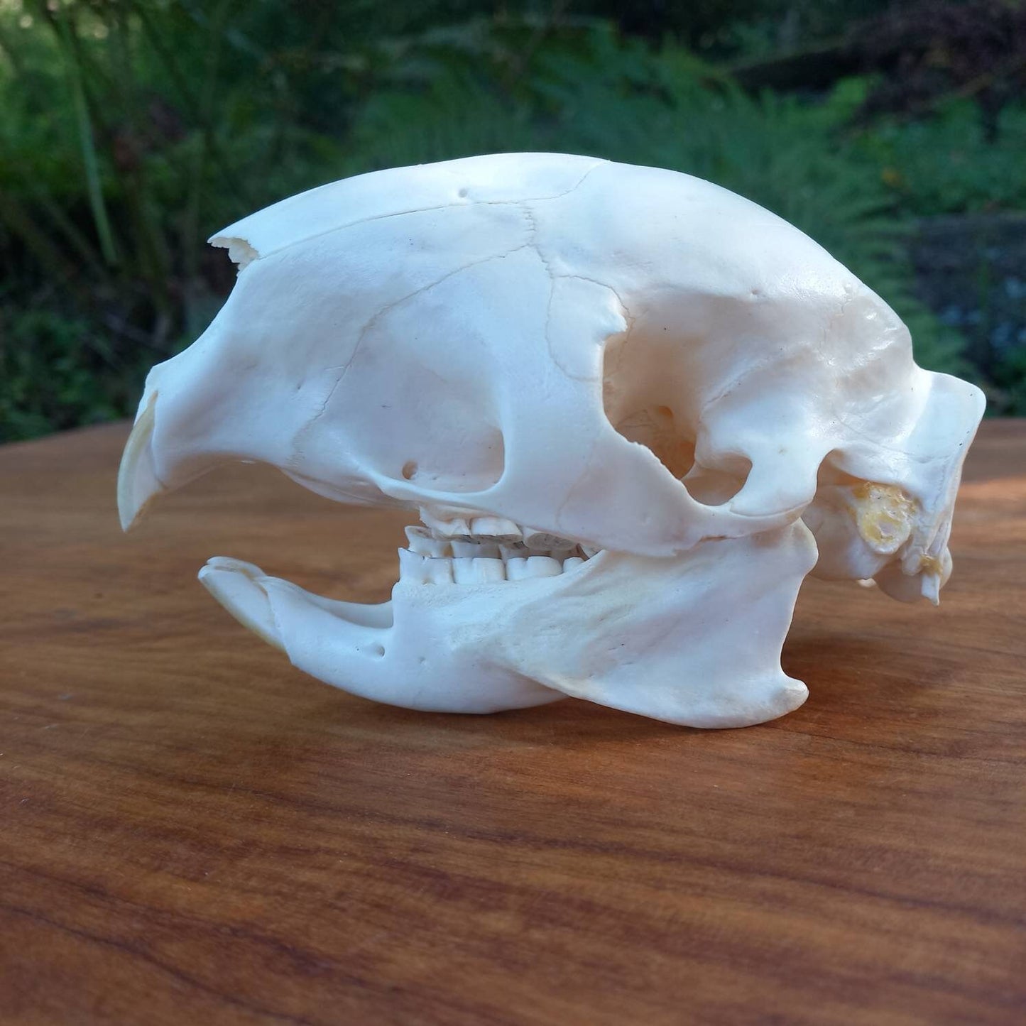 African Porcupine Skull