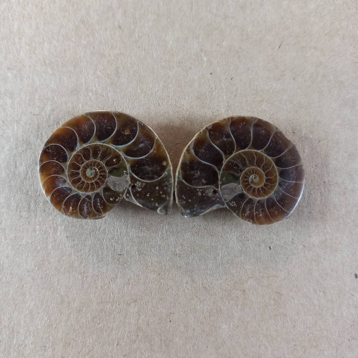 Ammonite Fossil