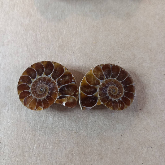 Ammonite Fossil