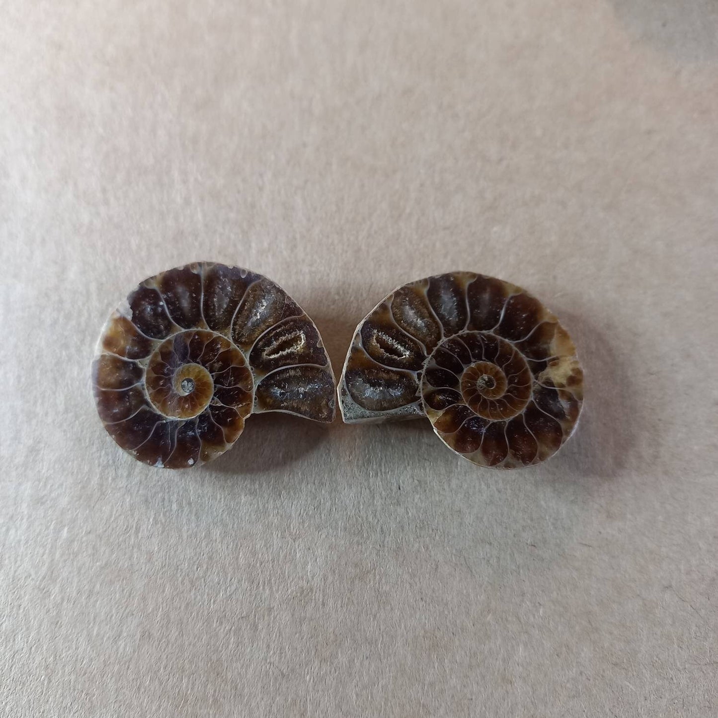 Ammonite Fossil