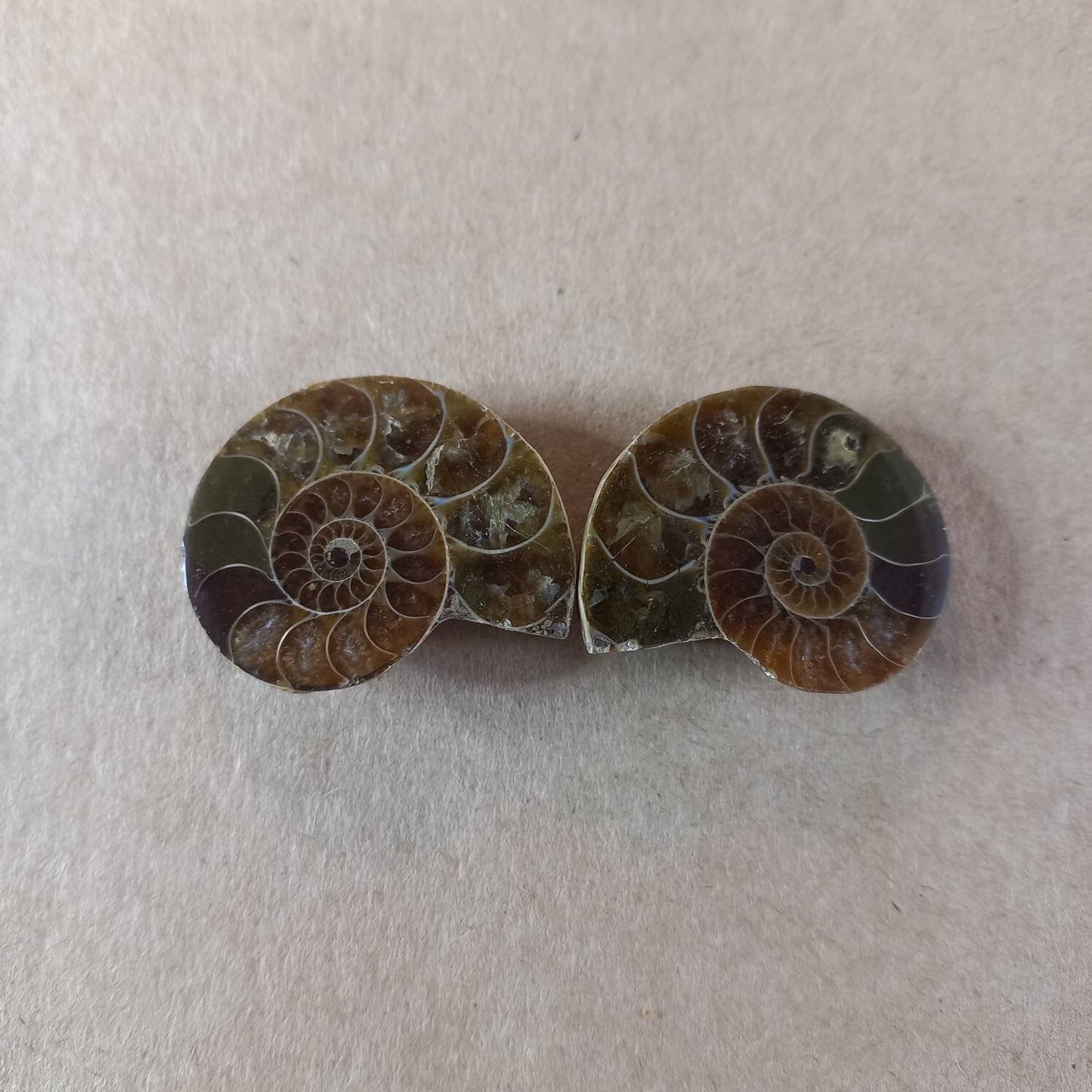 Ammonite Fossil