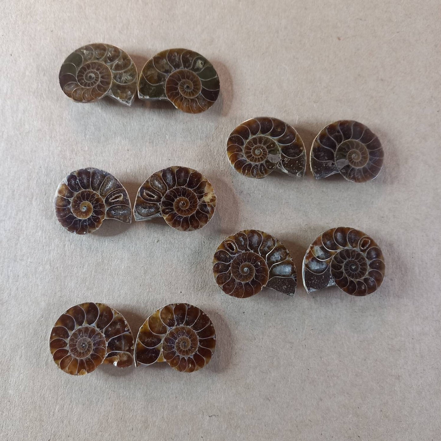 Ammonite Fossil