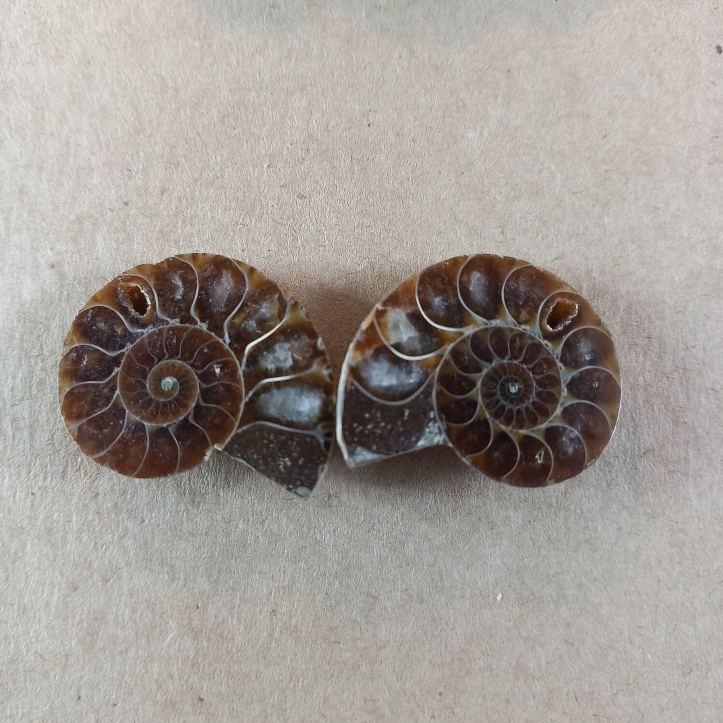 Ammonite Fossil