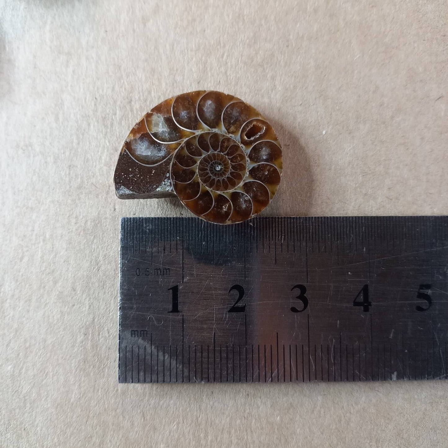 Ammonite Fossil